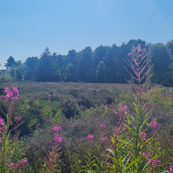 Das grüne Herz Amrums mit Wäldern und Blumen