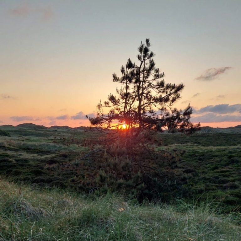 Blick über den Dünengürtel Amrums mit Sonnenuntergang